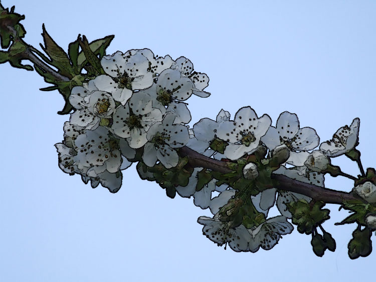 Kirschblüten