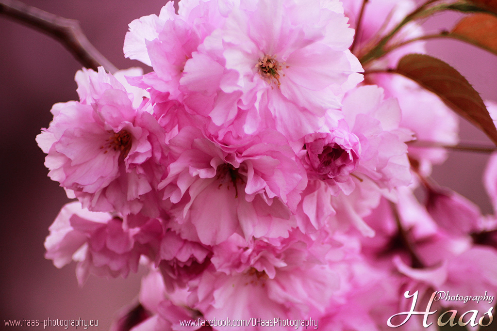 Kirschblüten