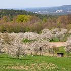 Kirschblüten