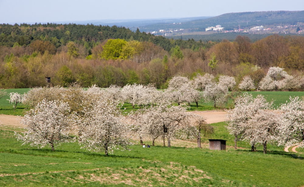 Kirschblüten