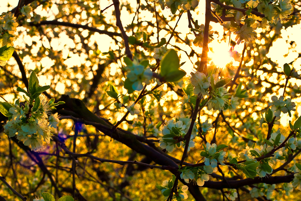 Kirschblüten