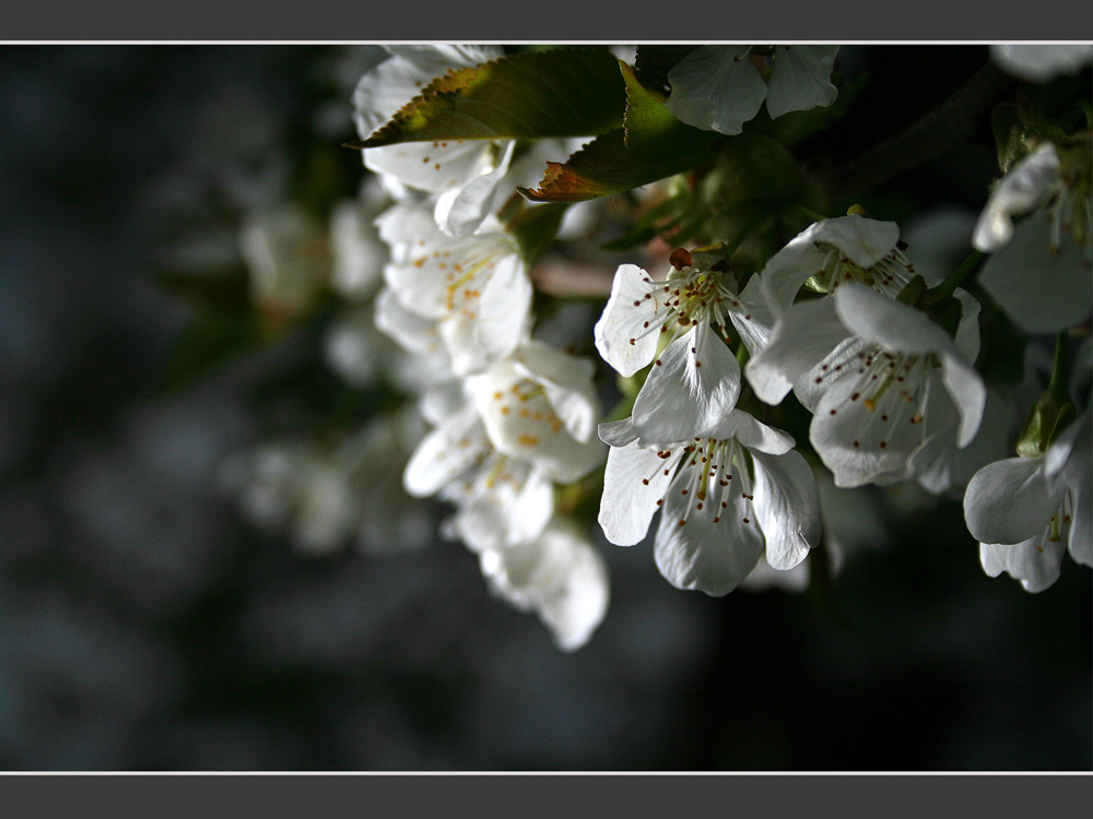 Kirschblüten