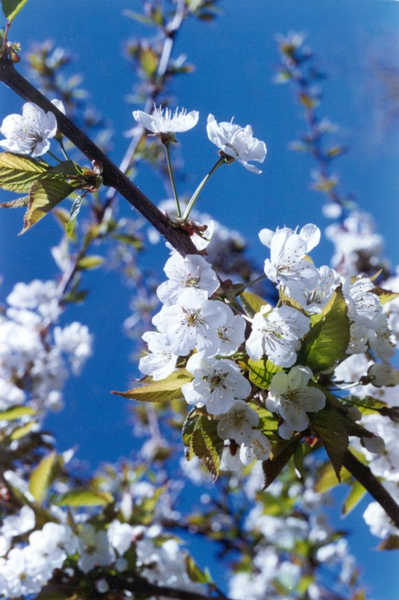 Kirschblüten