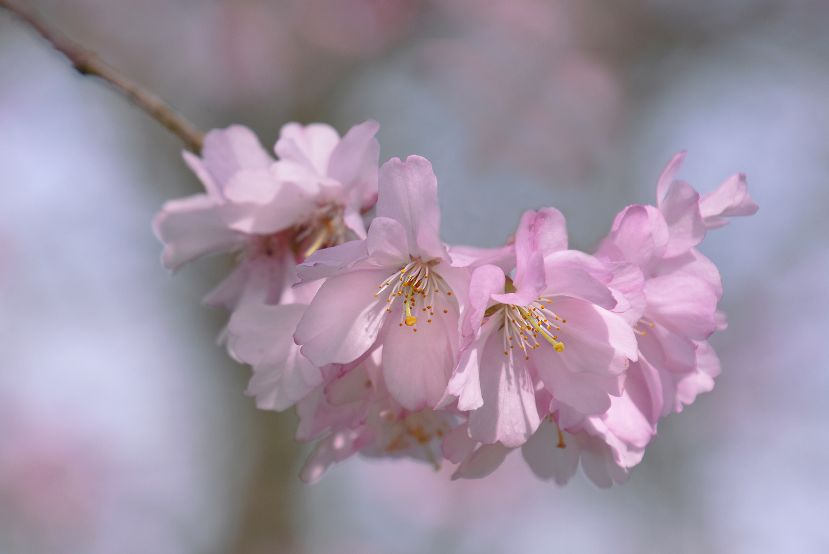 Kirschblüten....