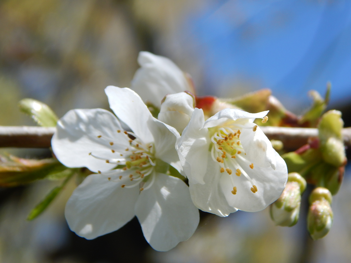 Kirschblüten