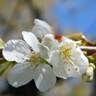 Kirschblüten