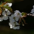 Kirschblüten