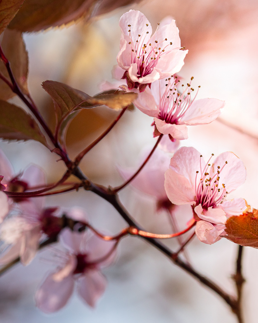 Kirschblüten - bald ...