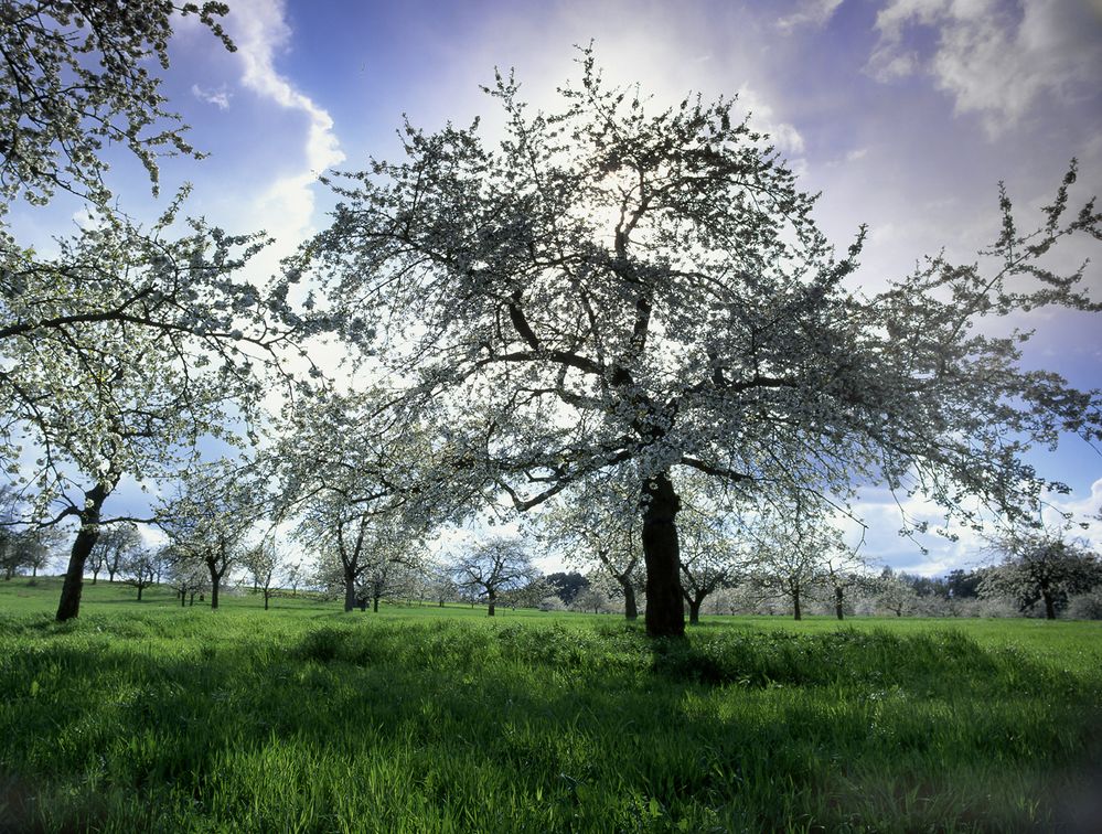 Kirschblüten-bayrische