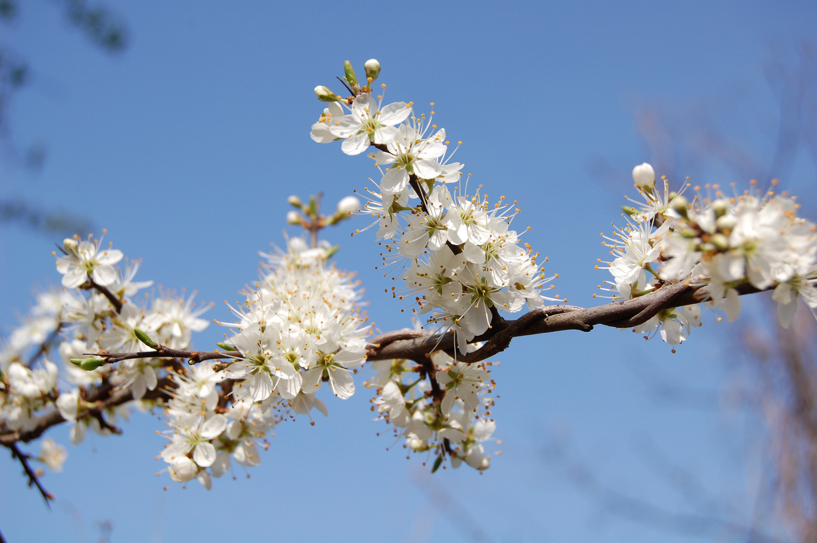 Kirschblüten