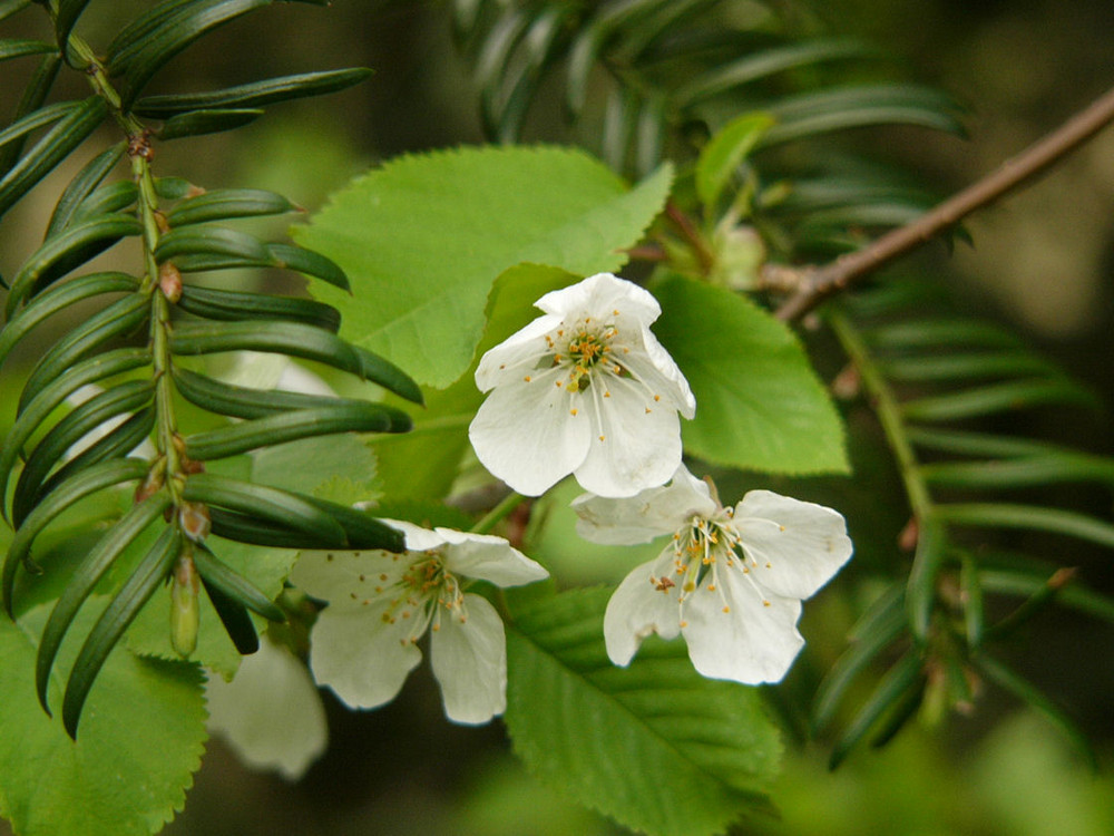 Kirschblüten