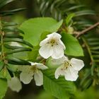 Kirschblüten