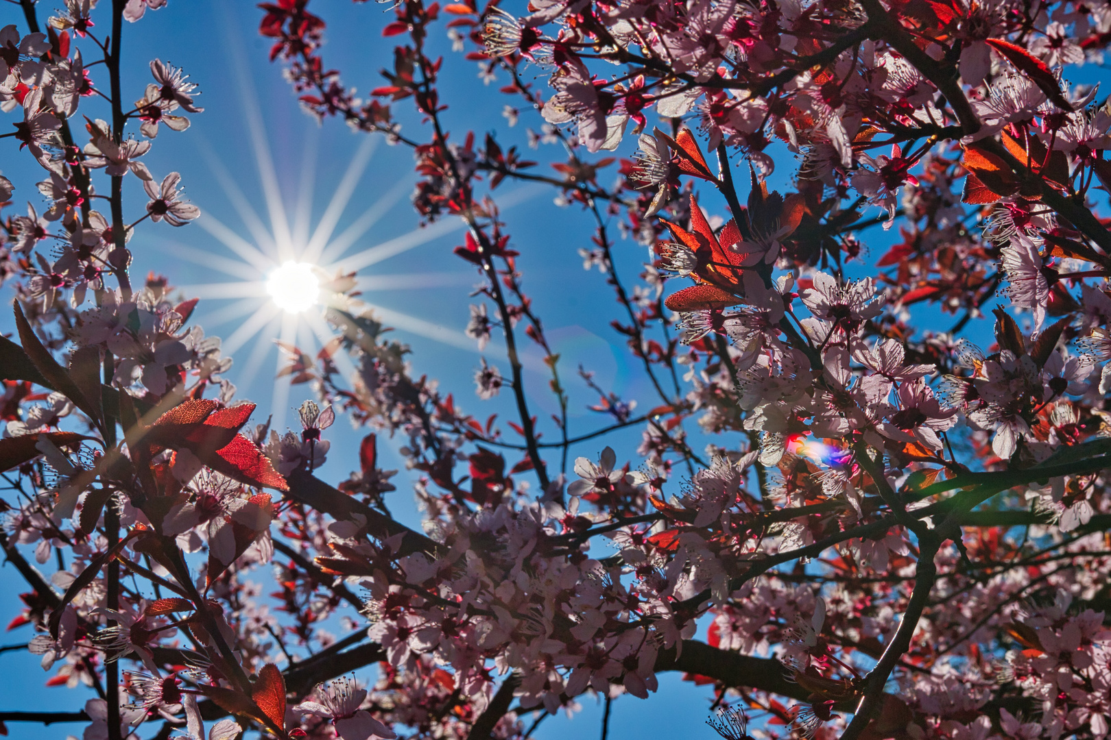 Kirschblüten