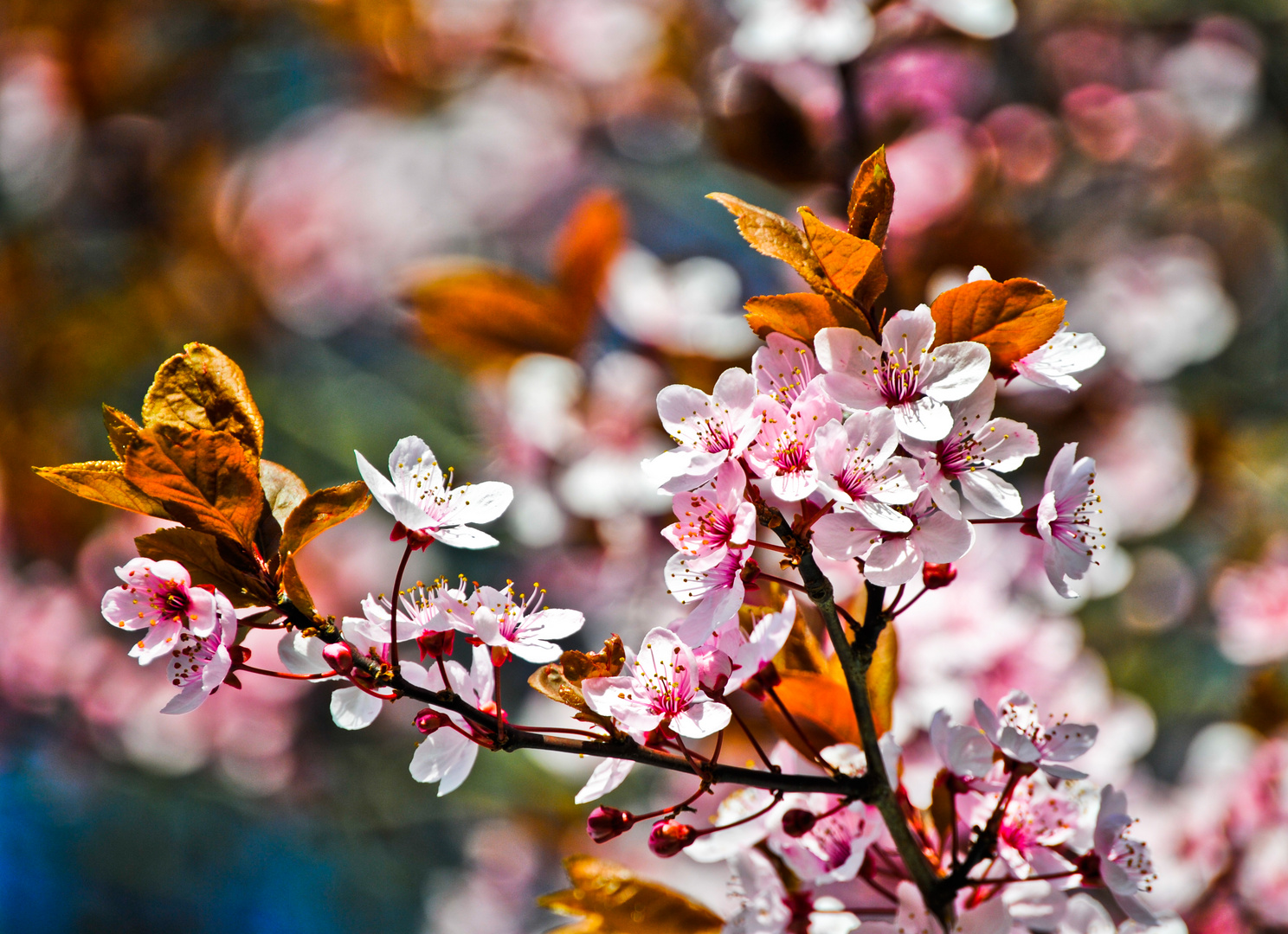 Kirschblüten