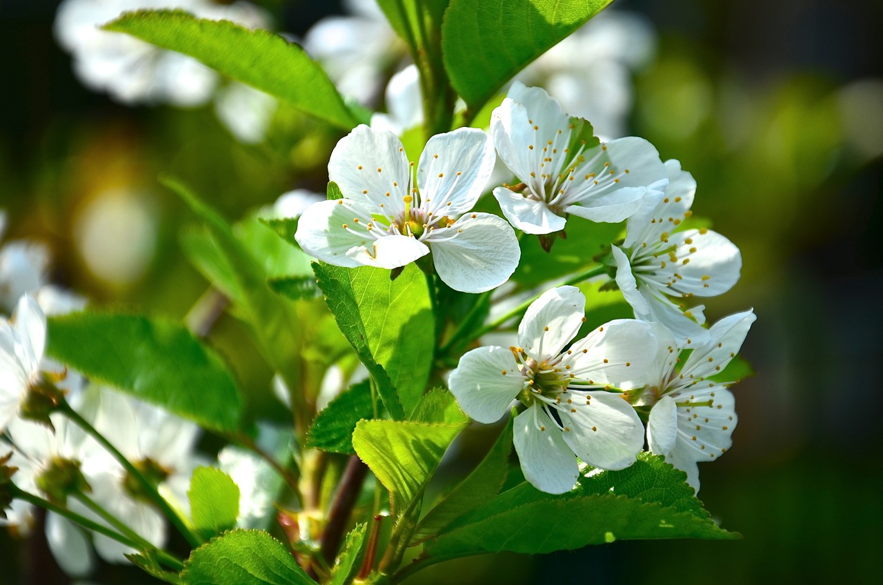 Kirschblüten