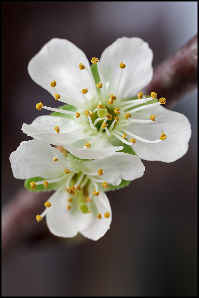 Kirschblüten