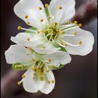 Kirschblüten