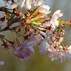 Kirschblüten begrüßen die Frühlingssonne