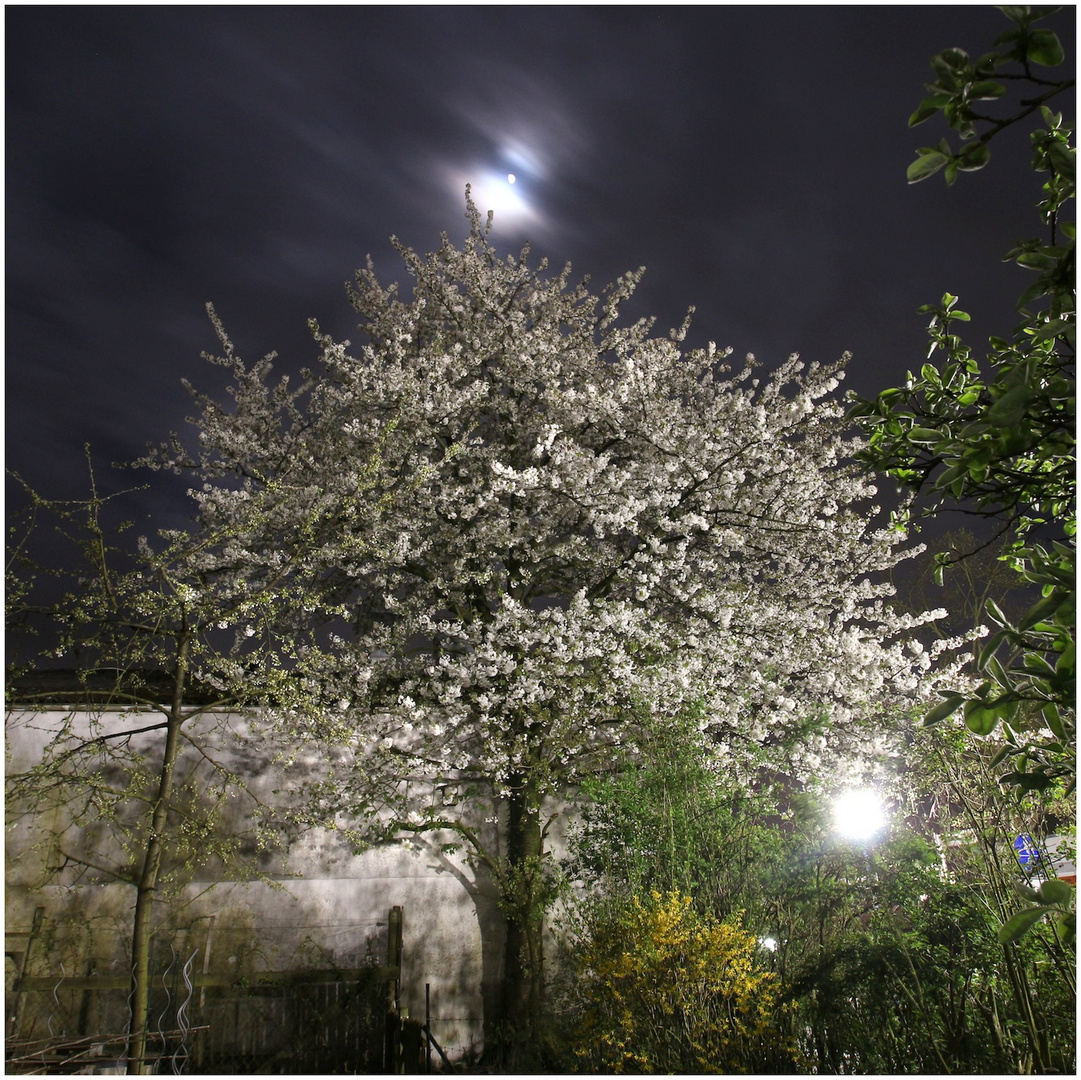 Kirschblüten bei Nacht