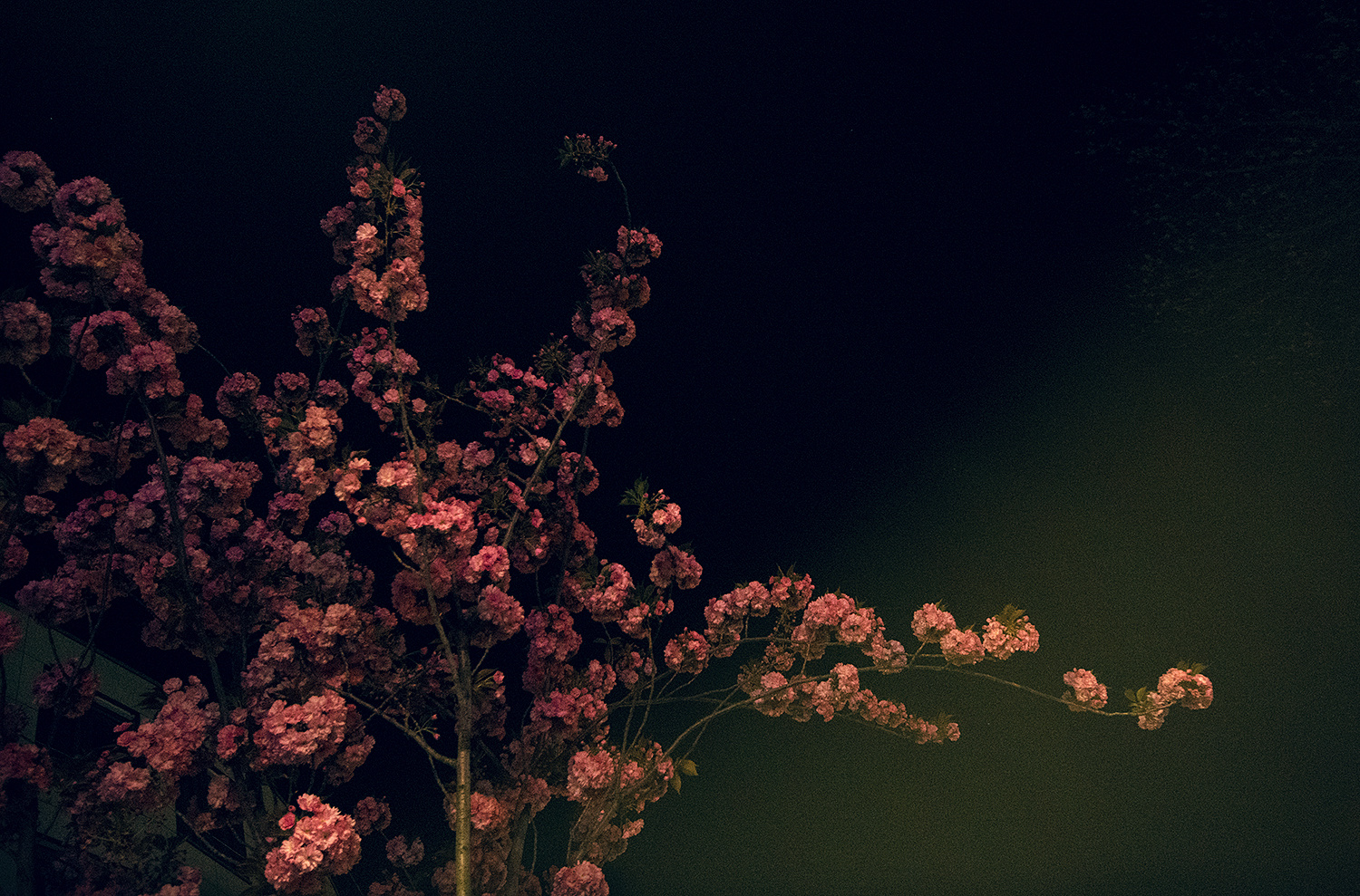 Kirschblüten bei Nacht