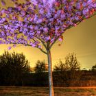 Kirschblüten bei Nacht an der Bornholmer Brücke