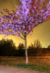 Kirschblüten bei Nacht an der Bornholmer Brücke