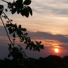 Kirschblüten bei Sonnenuntergang