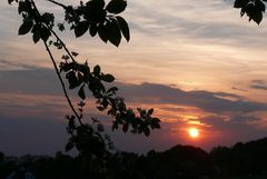 Kirschblüten bei Sonnenuntergang