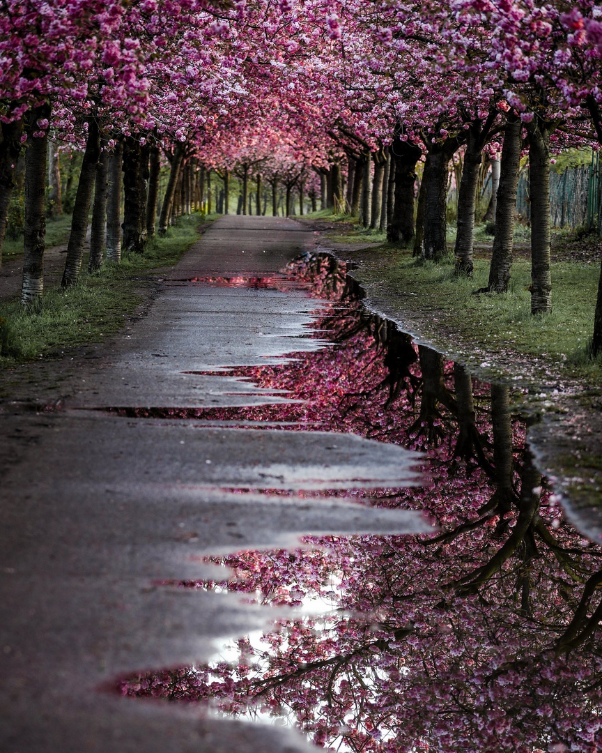 Kirschblüten Berlin 