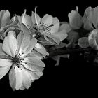 Kirschblüten black&white