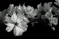 Kirschblüten black&white