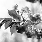 Kirschblüten black&white