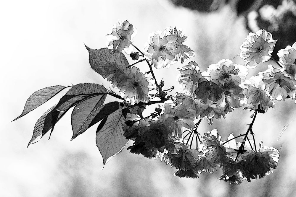 Kirschblüten black&white