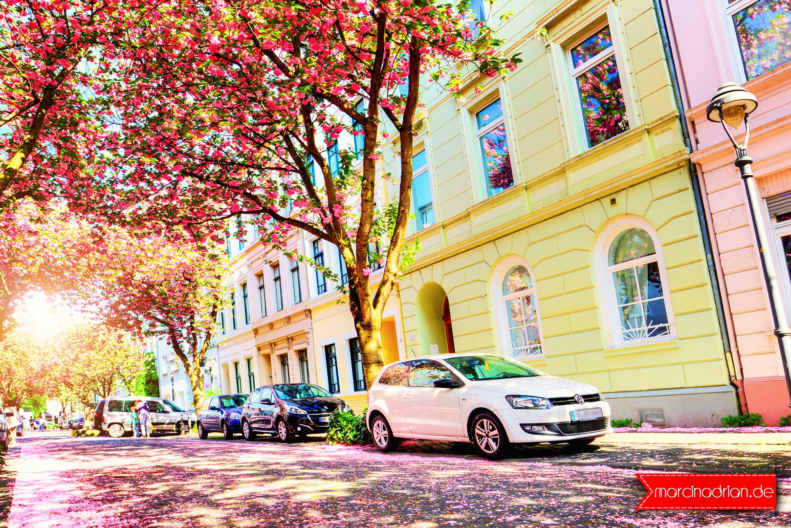 Kirschblüten, Bonner Altstadt, Heerstraße, 53111 Bonn. Cherry Blossoms in Bonn