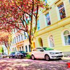 Kirschblüten, Bonner Altstadt, Heerstraße, 53111 Bonn. Cherry Blossoms in Bonn