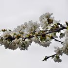 Kirschblüten-Bündel