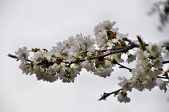 Kirschblüten-Bündel