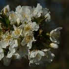 Kirschblüten Busch