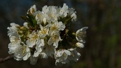 Kirschblüten Busch