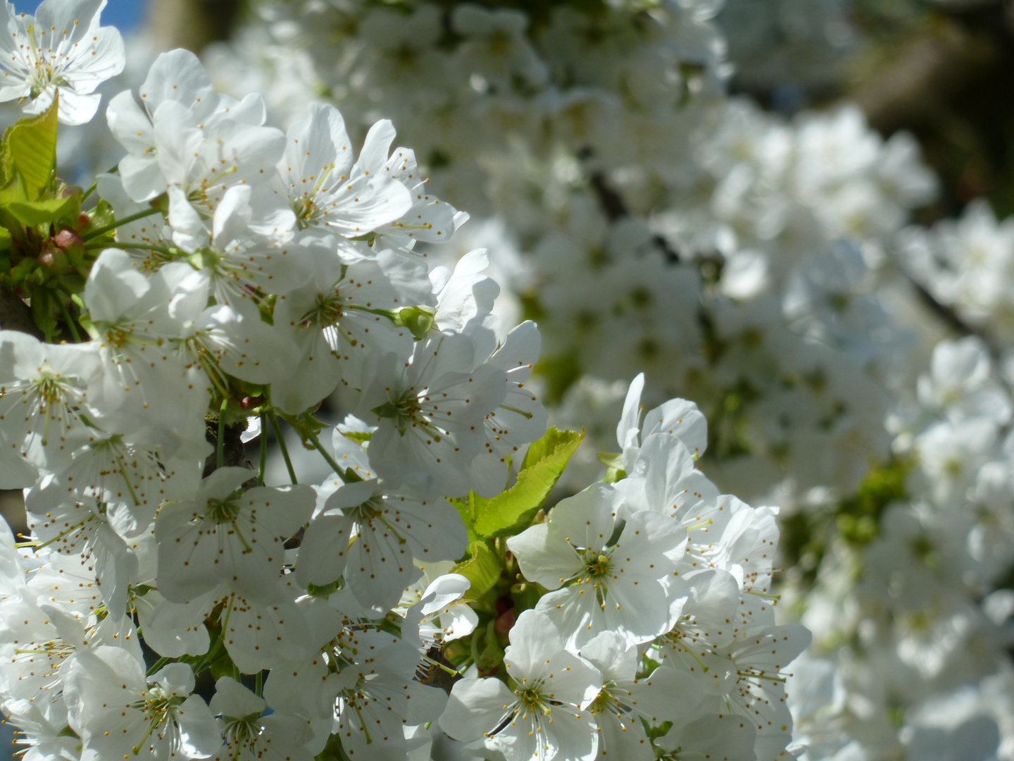 Kirschblüten