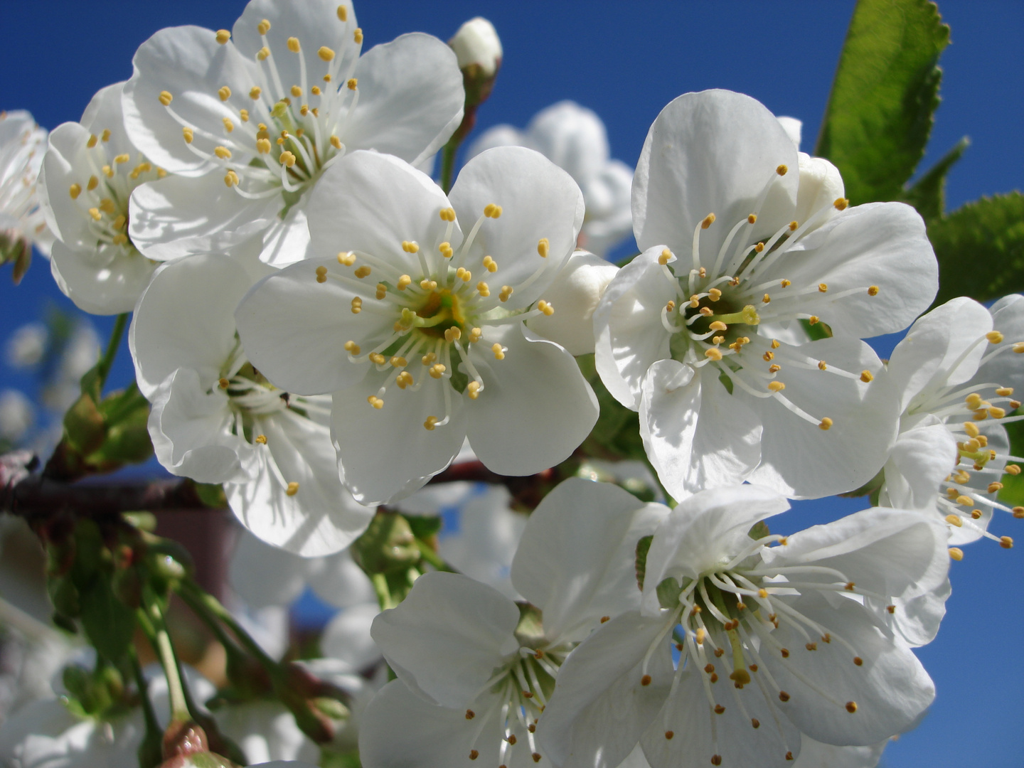 Kirschblüten