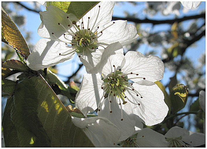 Kirschblüten