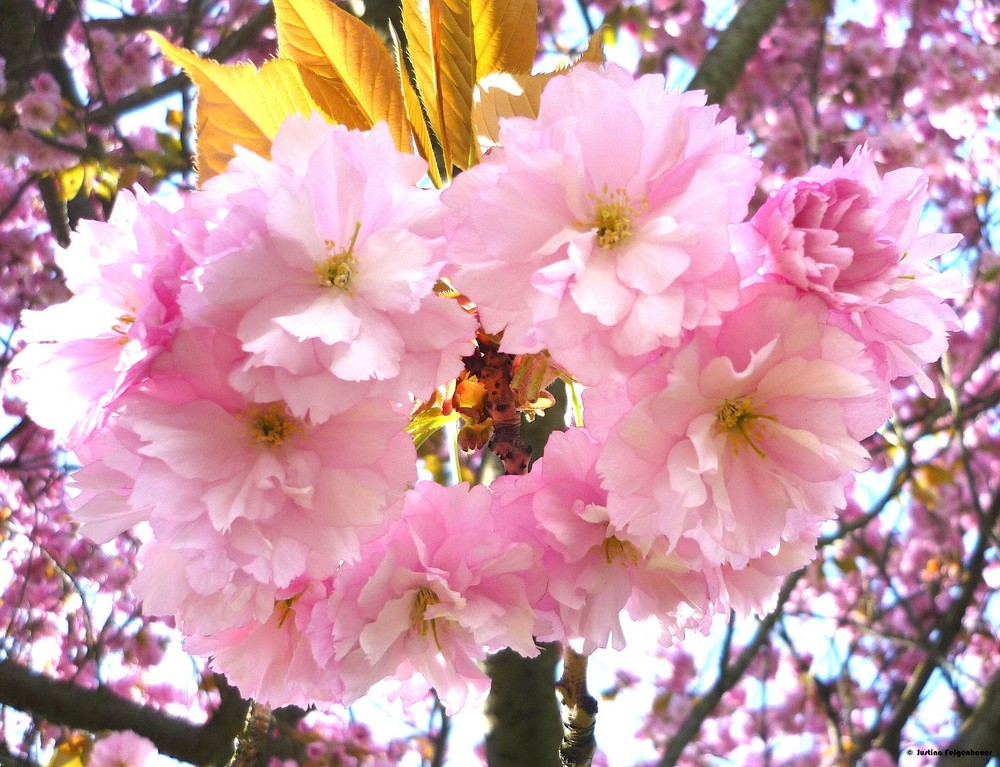 Kirschblüten von Diclonius aka Neo-Queen alias Nepomuk 