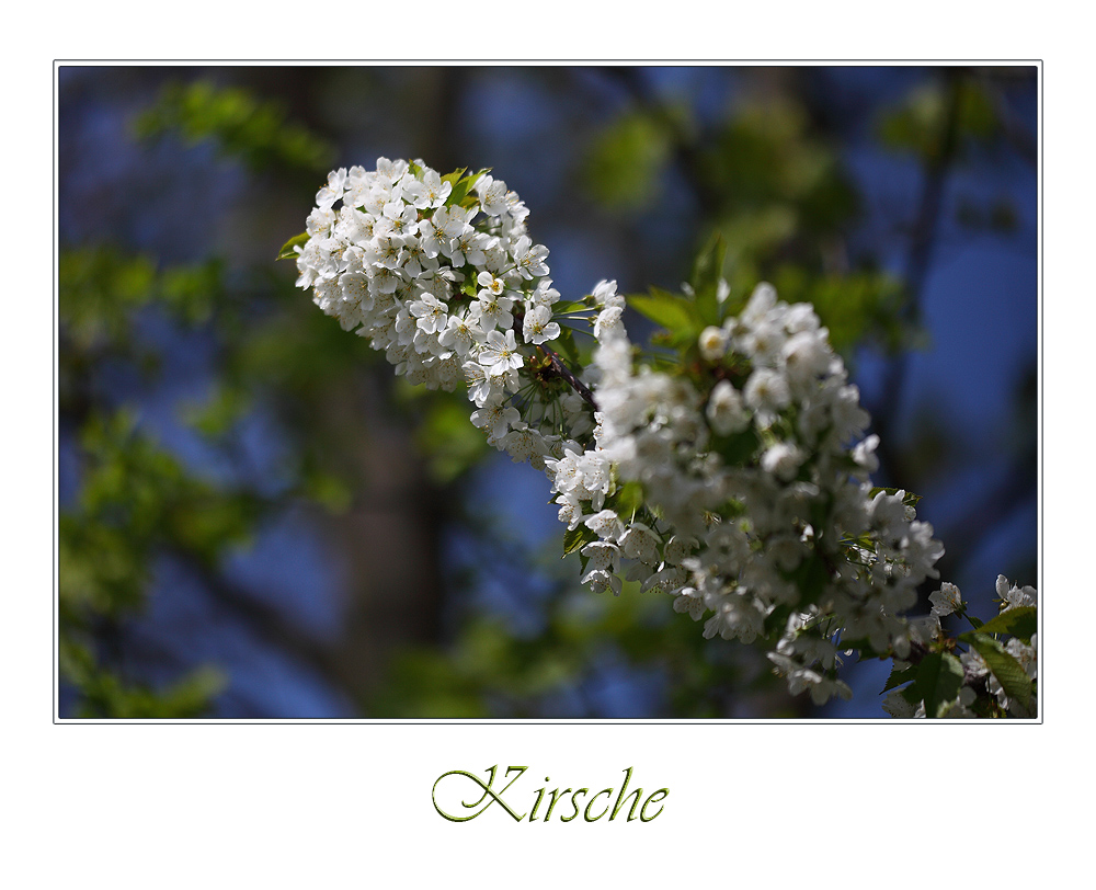 Kirschblüten...