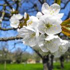 Kirschblüten