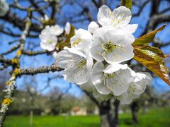 Kirschblüten