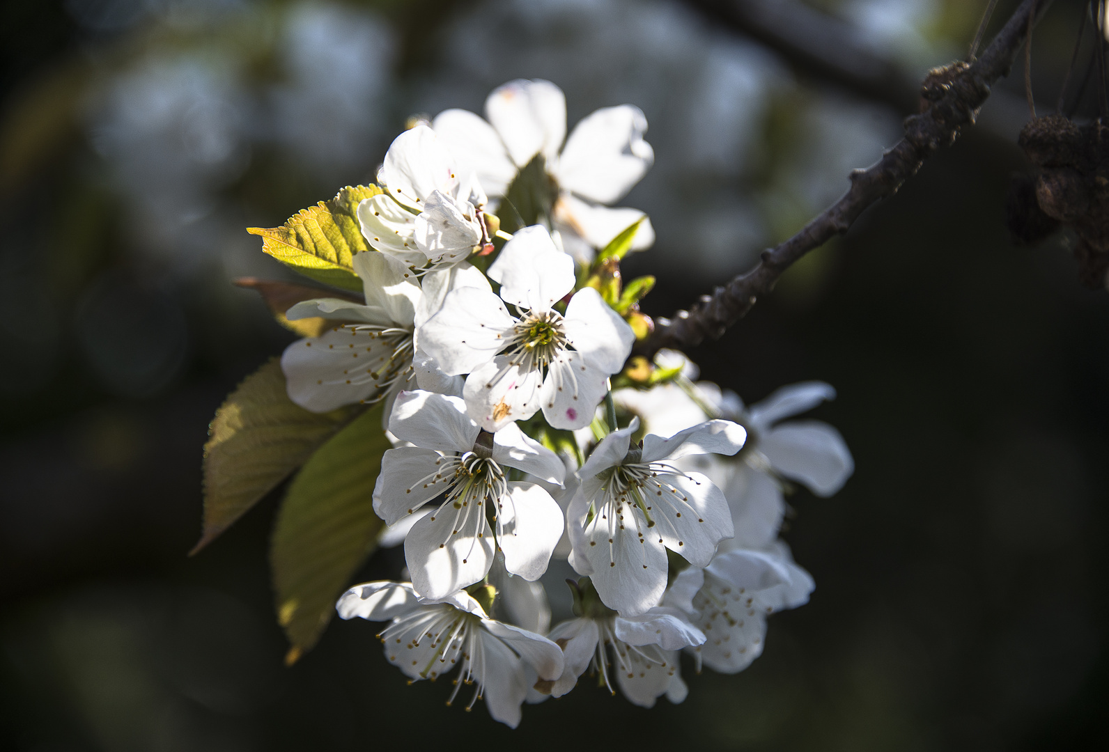 Kirschblüten