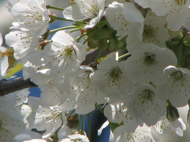 Kirschblüten