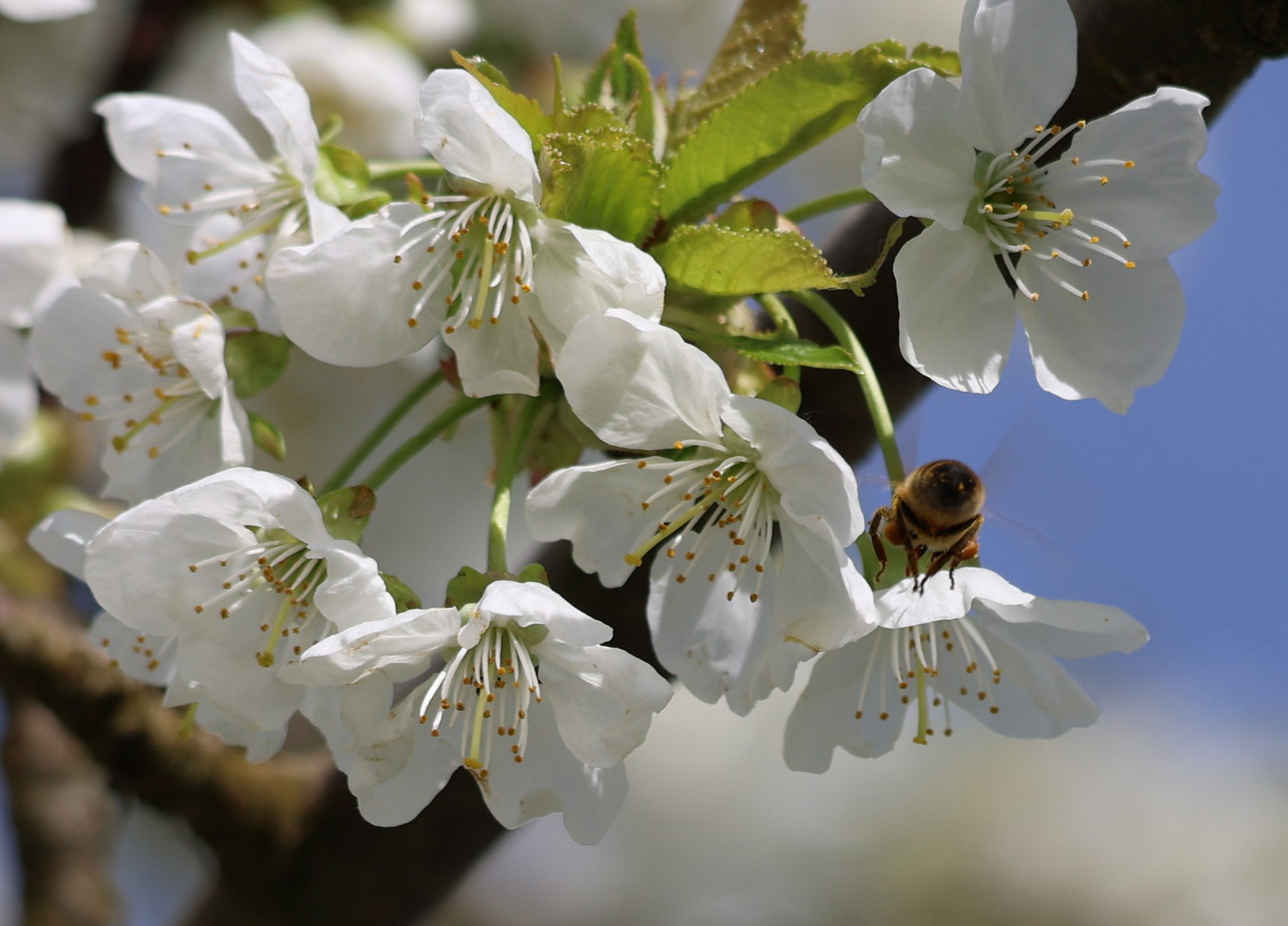 Kirschblüten