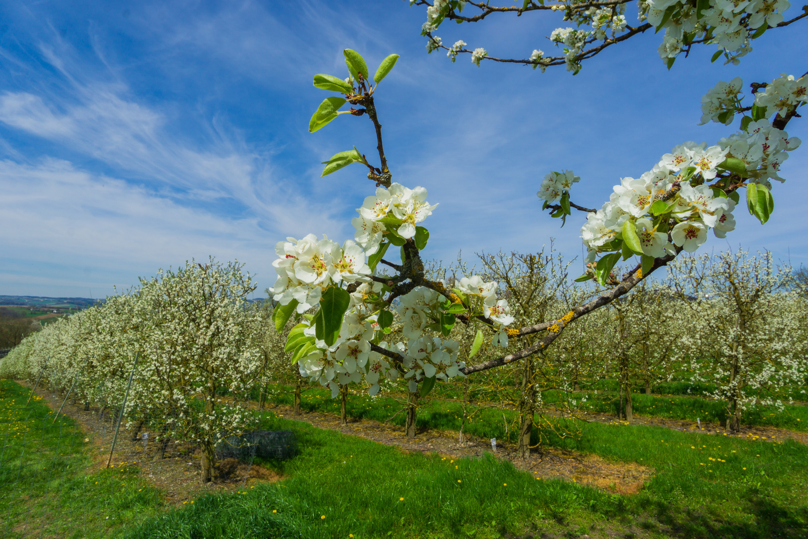 Kirschblüten